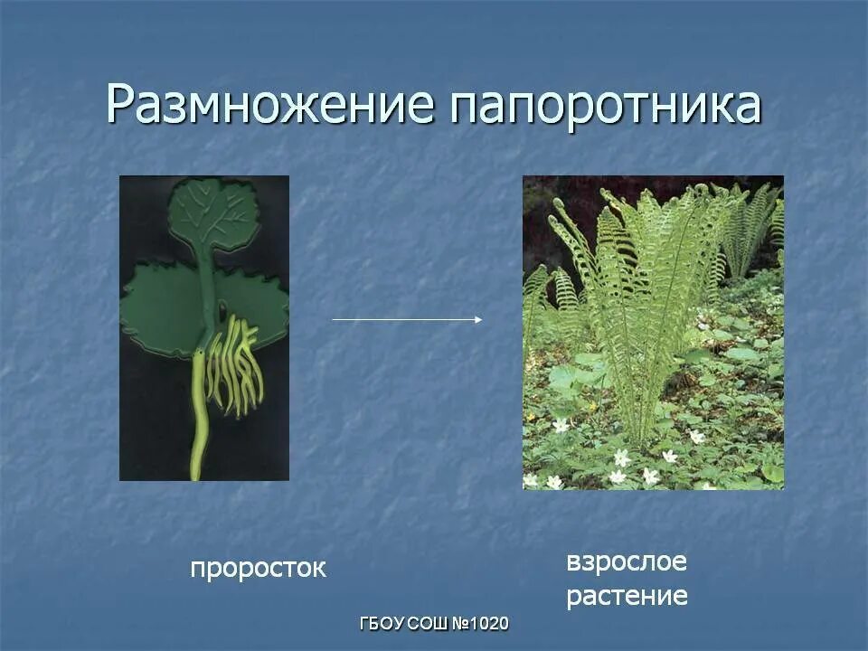 Папоротник Щитовник размножение. Папоротник орляк размножение. Живородящий папоротник. Размножение папоротниковидных.