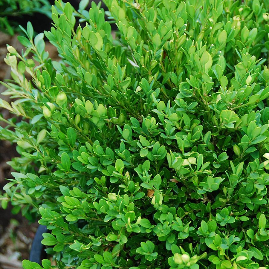 Слово вечнозеленый. Самшит Буксус. Buxus sempervirens самшит. Самшит вечнозеленый Ангустифолия. Самшит вечнозелёный.