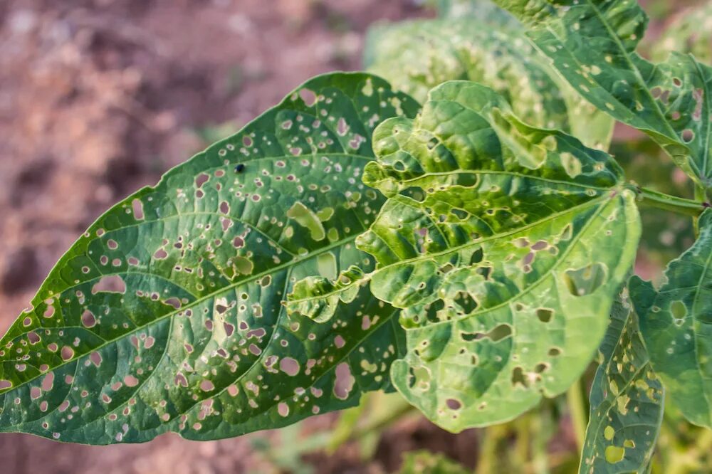 Plant disease. Бледнопятнистый аскохитоз. Бурая пятнистость (марсониоз). Мозаичная болезнь растений патоген. Бактериальные пятнистости на цветах.