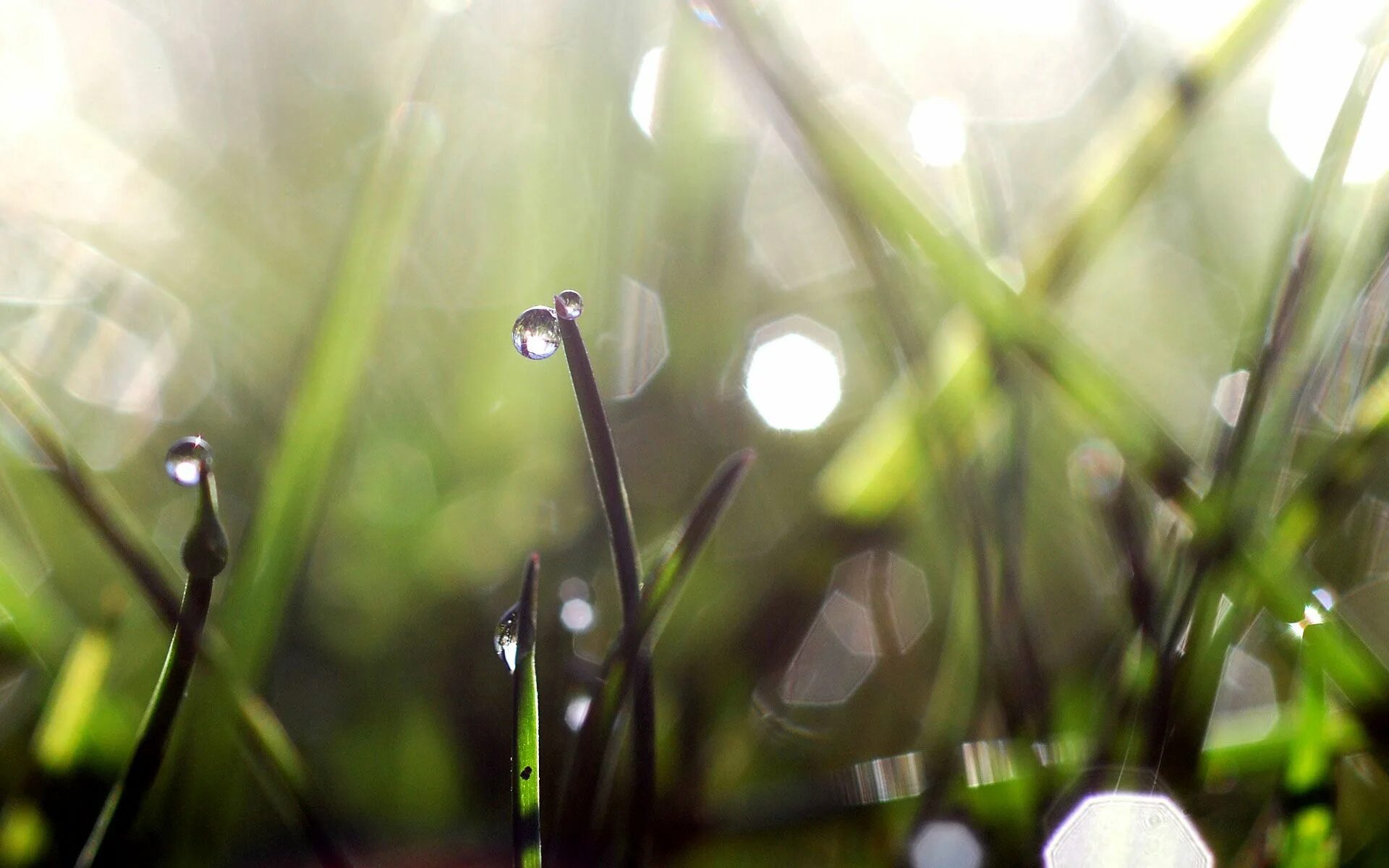 При попадании солнечного света на капли дождя. Трава Макросъемка. Роса на траве. Рассвет роса. Роса на траве след ночного тумана.