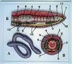 Внутреннее строение дождевого червя рисунок с подписями. Внутреннее строение кольчатых червей. Строение кольчатых червей. Кольчатые черви строение.