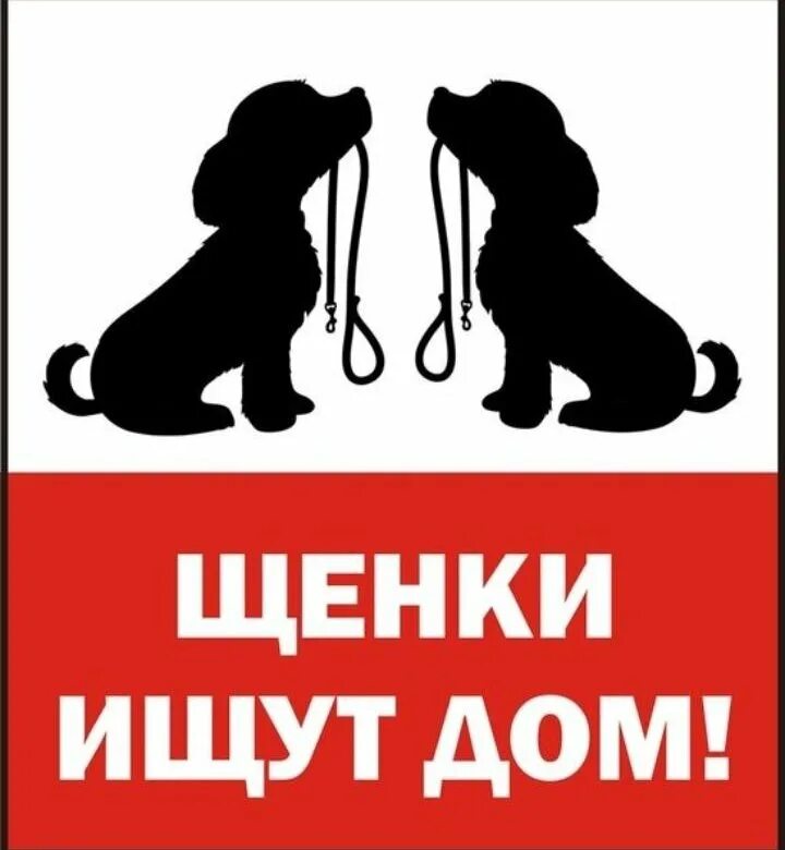 Найди щеночков. Щенкам нужен дом. Щенок ищет дом. Щеночки ищут дом. Ищу дом.