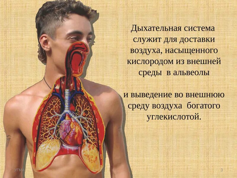 Система дыхания 2 2