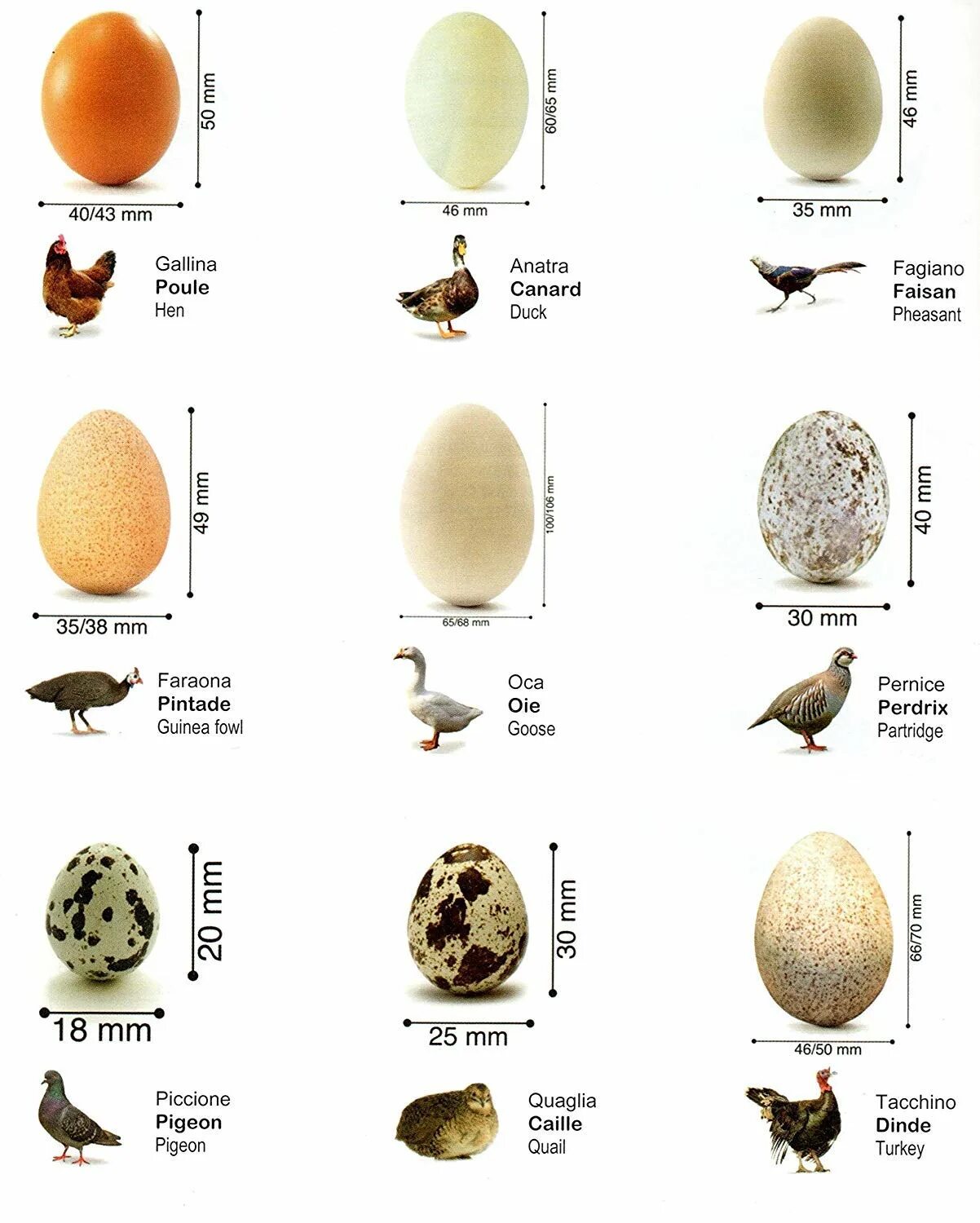 Размеры птиц сравнение. Куриные яйца,гусиные яйца,индюшиные яйца. Яйцо индейки размер. Диаметр куриного яйца с1. Размер яиц индюшек.