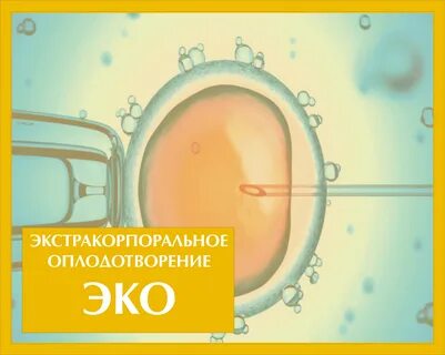 Эко оплодотворение