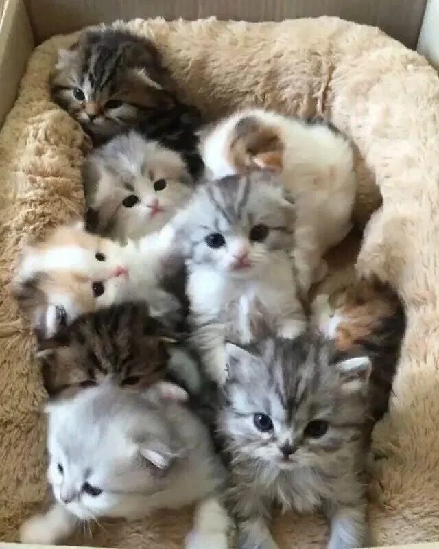 настоящих кошек. смешные котята для детей. коты настоящие живые. видео котят настоящих. котята британцы.