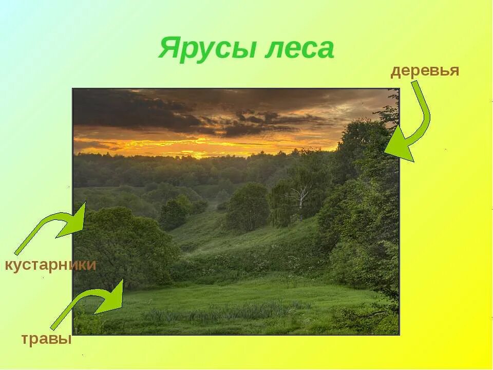 жизнь леса деревья. лес для презентации. ярус кустарников. деревья кустарники травы. лес броселианд.