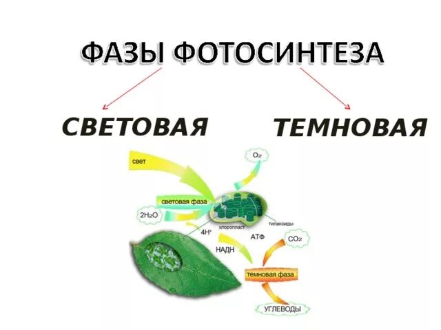 Фотосинтез происходит тест. Этапы фотосинтеза схема. две фазы фотосинтеза. фотосинтез схема световая фаза и темновая. биосинтез углеводов фотосинтез схема.