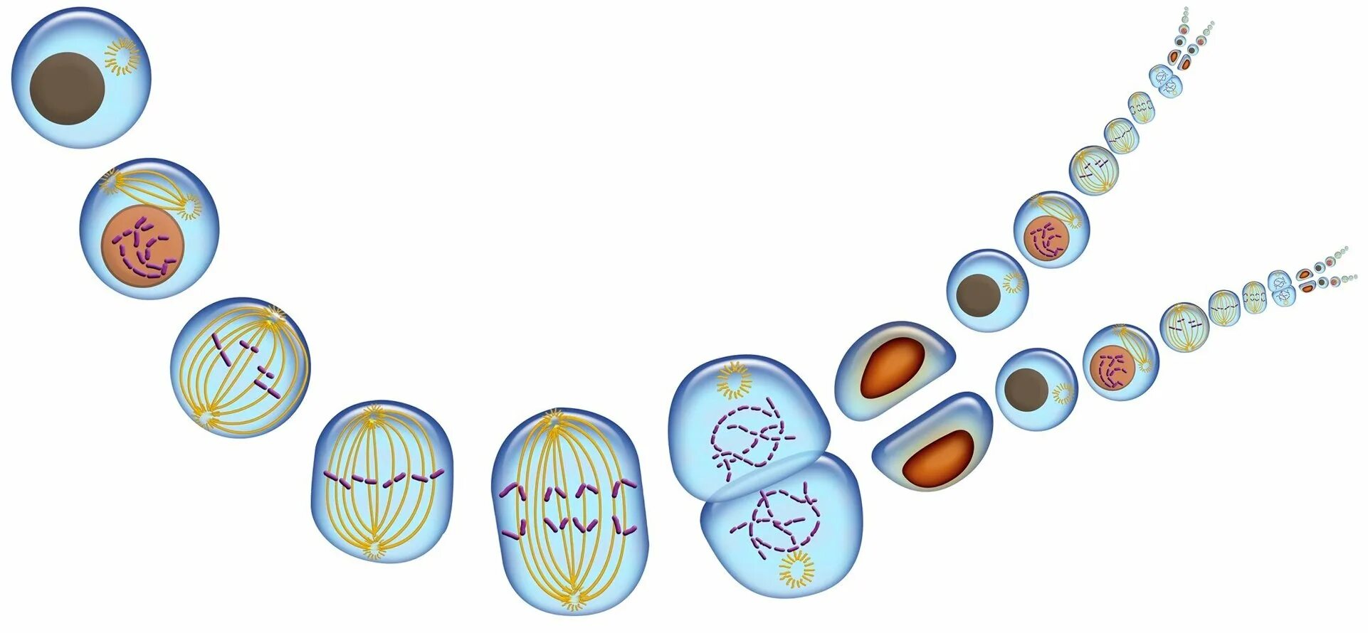 Что дает деление клетки. Клетка деление клетки. Этапы деления клетки удвоение ДНК. Деление растительной клетки. Деление клетки рисунок.