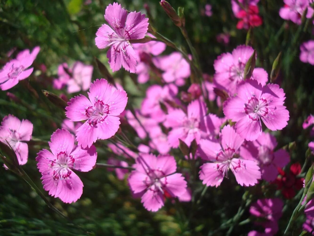 Гвоздика травянка Альпийская. Гвоздика Альпийская Dianthus Alpinus. Гвоздика Альпийская Криспа. Гвоздика травянка уход