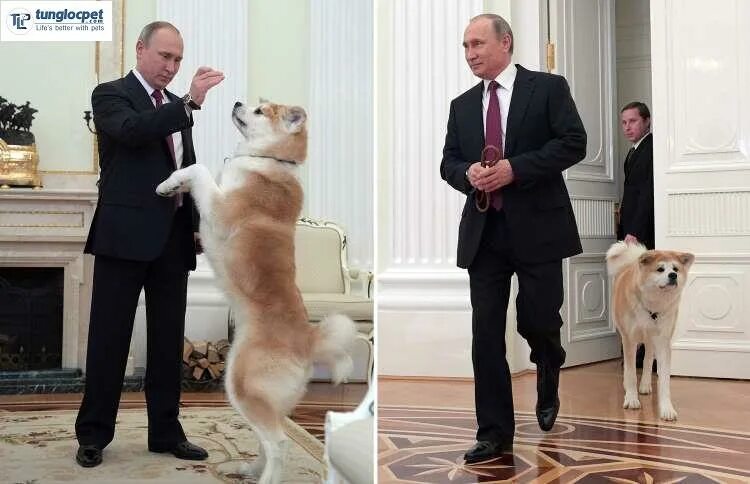 какую собаку подарили. подарок путину собака. какую собаку подарили. домашняя собака для детей. какую собаку подарили.