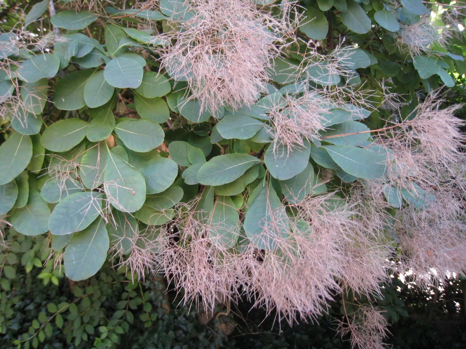 Скумпия Кожевенная. Скумпия Кожевенная дерево. Скумпия Кожевенная Cotinus coggygria. Скумпия Кожевенная Рубрифолиус. Кустом удом