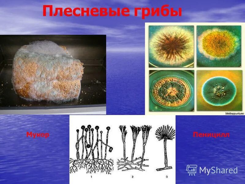 Мукор пеницилл дрожжи таблица. Значение гриба мукора. Плесневые грибы mucor. Плесневые грибы мукор. Плесневые грибы мукор.