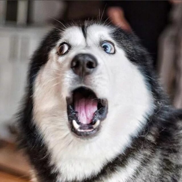 Animals should be protected