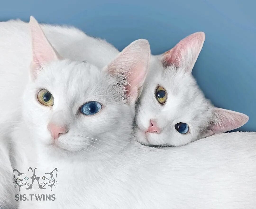 Коты близнецы. Као-мани кошка. Twin cats. Кошки с разными глазами. Кошки близнецы айрис и абис.