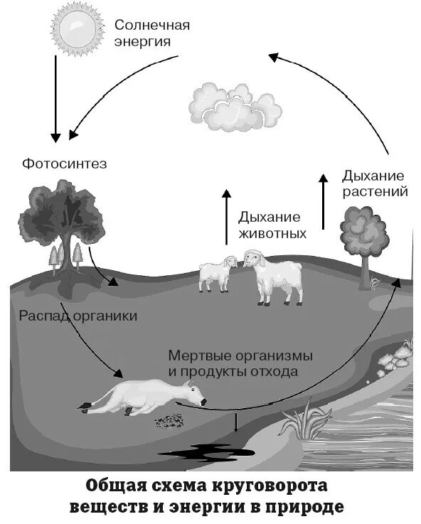 Схема биологического круговорота веществ. Биологический круговорот веществ в биосфере схема. Общая схема круговорота веществ. Схема круговорота веществ биология. Как называется круговорот в природе