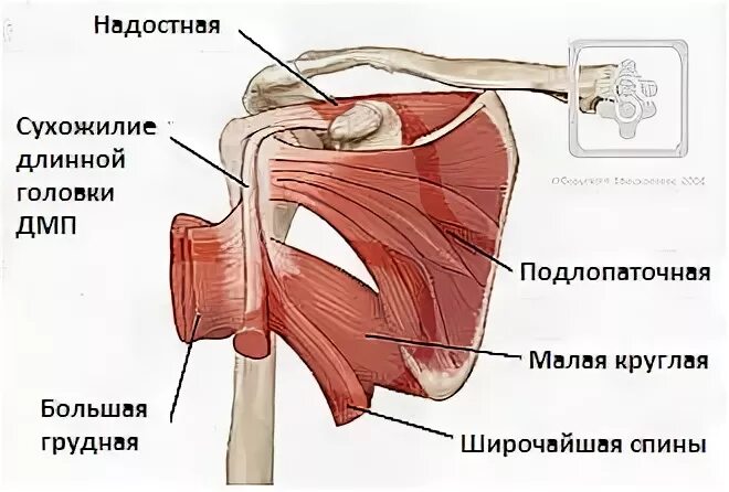 Повреждение сухожилия подлопаточной мышцы. Надостная подостная и малая круглая мышцы. Сухожилия подостной и малой круглой мышц. Подлопаточная мышца анатомия. Сухожилие подлопаточной мышцы.