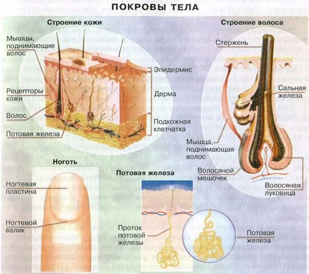 Биология 8 класс кожа таблица