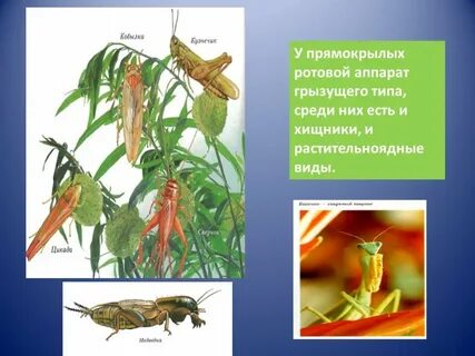 Тип ротового аппарата у прямокрылых