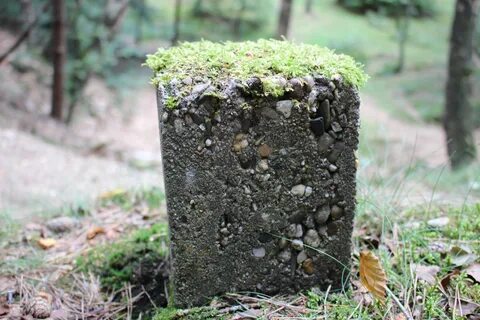 Камень forest