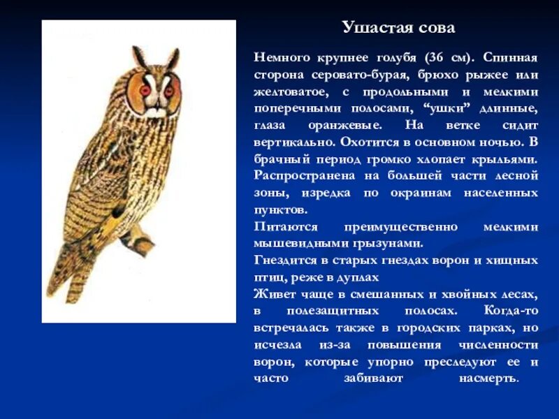 Текст про сову. Ушастая Сова среда обитания. Доклад по биологии Филин. Ушастая Сова описание. Описание Совы.