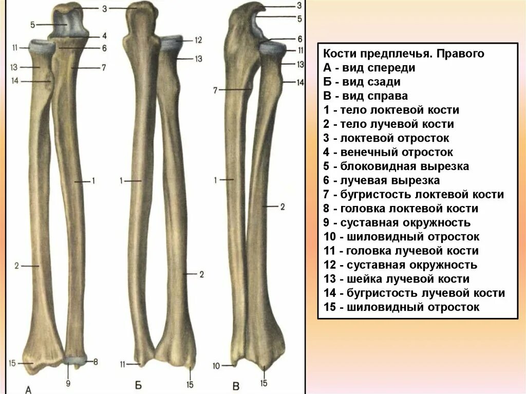 Кости предплечья анатомия человека. Кости предплечья кость анатомия. Лучевая кость анатомия строение. Лучевая кость предплечья строение.