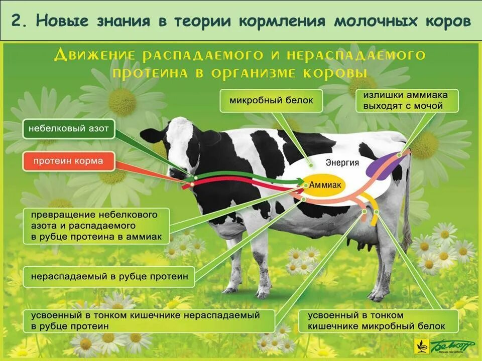 Рацион питания КРС. Корма для коров. Кормление сельскохозяйственных животных. Рацион крупнорогатого скота.