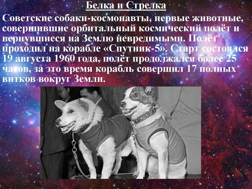 Космический корабль Спутник 5 белка и стрелка. Белка и стрелка 19 августа 1960 года. Белка и стрелка собаки космонавты. Первые космонавты животные. 19 августа 1960