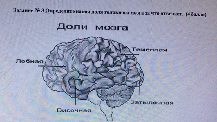 Лобные доли мозга за что отвечают.