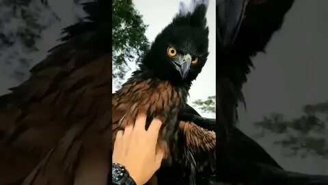 Каштановый орел