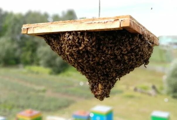 Ловля пчел. Ловушки для роев пчел. Улей ЛОВУШКА для пчел. Ловушки для роёв на пасеке. Ловушки для пчёл для пчеломатки.