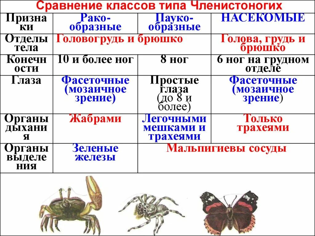 Классификация типа членистоногие. Общая характеристика типа Членистоногие 7 класс биология таблица. Биология таблица ракообразные паукообразные насекомые. Характеристика классов членистоногих. Тип Членистоногие класс паукообразные 7 класс.