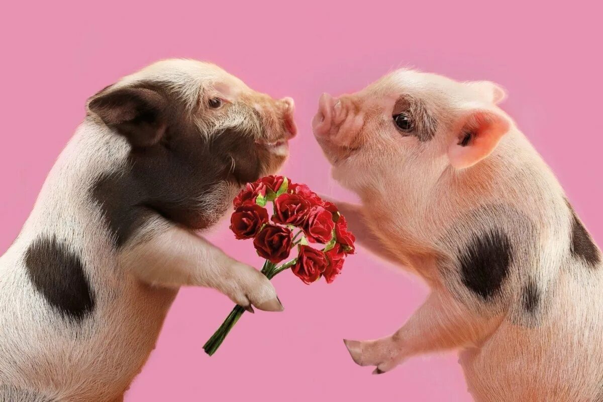 Что любят свинки. Минипиг хряк. Две свинки. Влюбленные поросята. Хрюшка с цветами.
