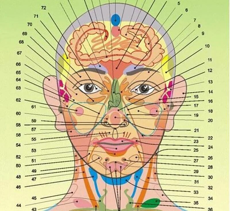 Прыщи какой орган страдает. Огулов проекционные зоны внутренних органов на лице. Проекционные зоны на теле человека по Огулову. Огулов проекционные зоны внутренних органов на теле человека. На лице точки органов внутренних.