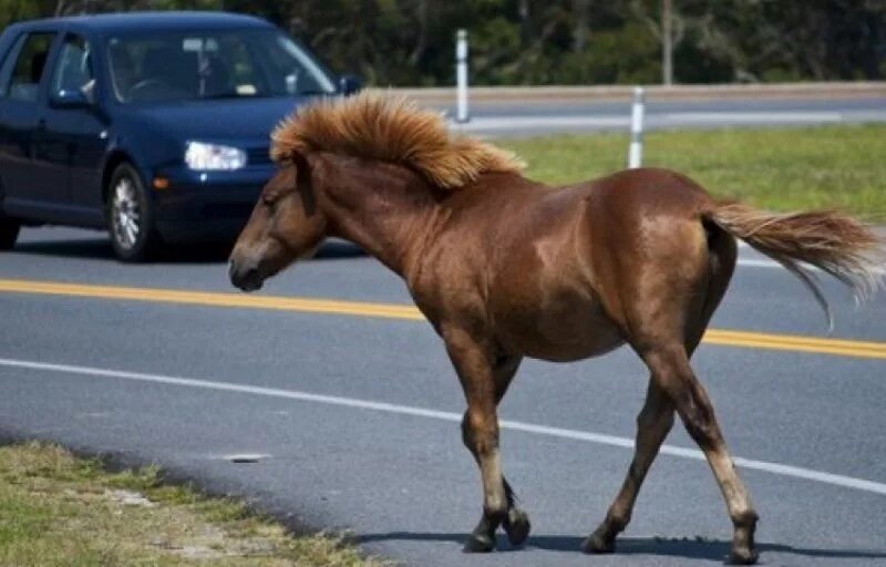 Лошадь выбегает. Конь на дороге. Животные на трассе.