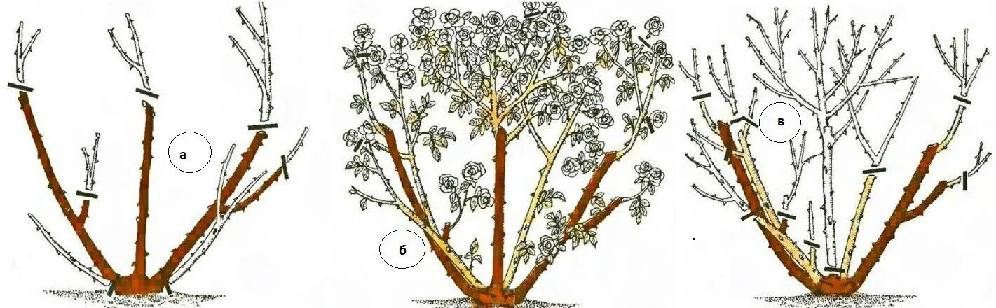 Обрезают ли плетистую розу весной. Обрезка дамасской розы. Обрезка розы Беатрис. Схема обрезки розы мишка. Обрезка розы рыбий скелет.