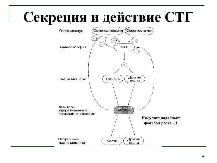 Схема регуляции секреции соматотропного гормона. Соматотропный гормон Синтез схема. Соматотропный гормон регуляция синтеза. Соматотропный гормон схема регуляции.