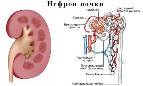 Почечная капсула строение