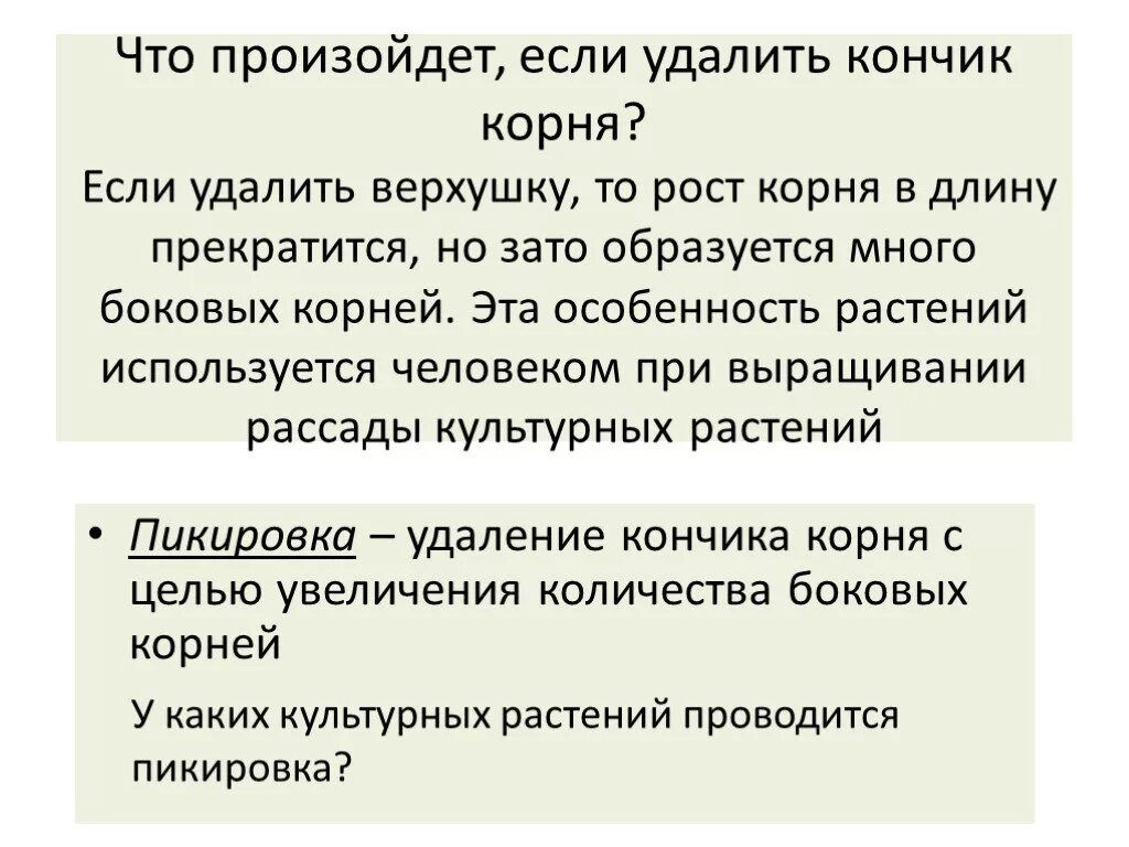 Верхушечный рост корня. Если удалить верхушку корня растения то. Рост корня в длину осуществляется в. Удаление кончика корня. Что случится с растением если удалить верхушечную корня.