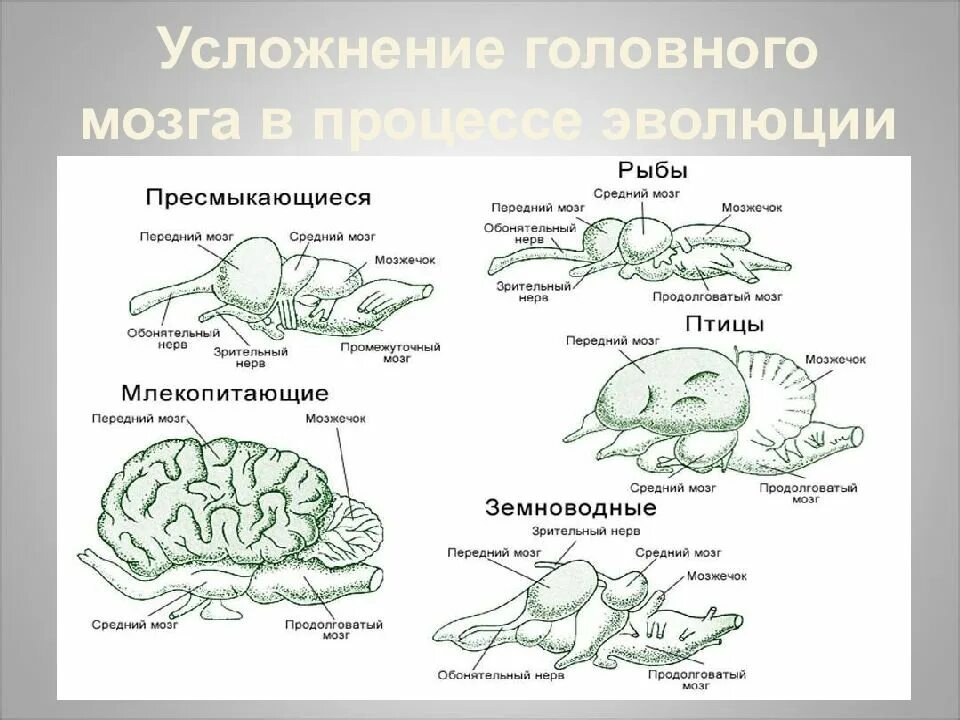 Головной мозг в процессе эволюции. Головной мозг конспект. Усложнение мозга в процессе эволюции. Строение головного мозга.