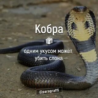 Теперь без сил а ты змея