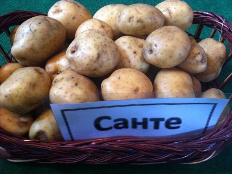 Сорт картофеля ранний характеристика отзывы. Сорт картофеля Сантэ. Картофель сорт Свитанок. Сорт картофеля Тимо. Сорт картофеля Люсинда.