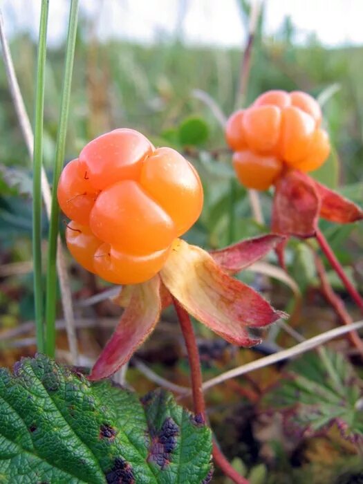 Морошка (Rubus chamaemorus). Морошка приземистая (Rubus chamaemorus),. Морошка – Rubus chamaemorus l.. Морошка ягода куст.