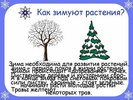 Как растения готовятся к зиме презентация