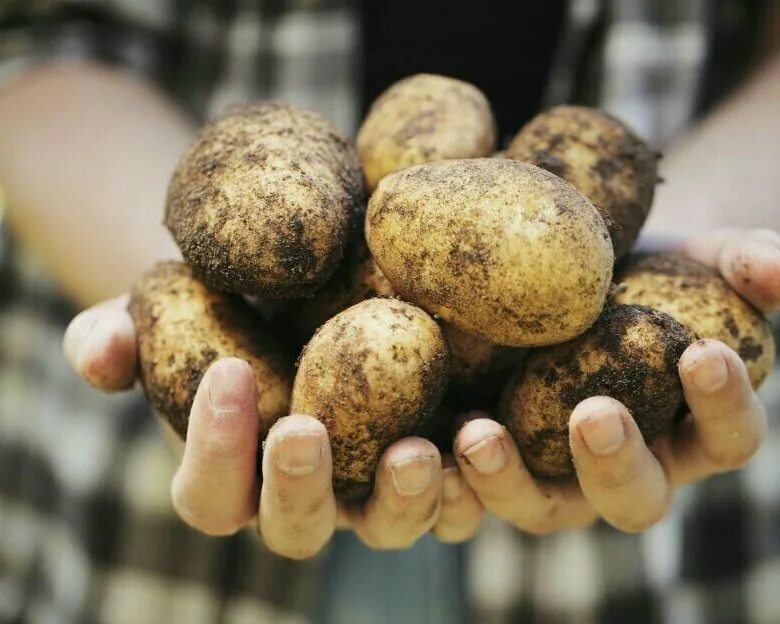 Картофель ласунок купить. Картофель. Двойные урожаи картофеля. Картофель домашний. Ведро картошки.