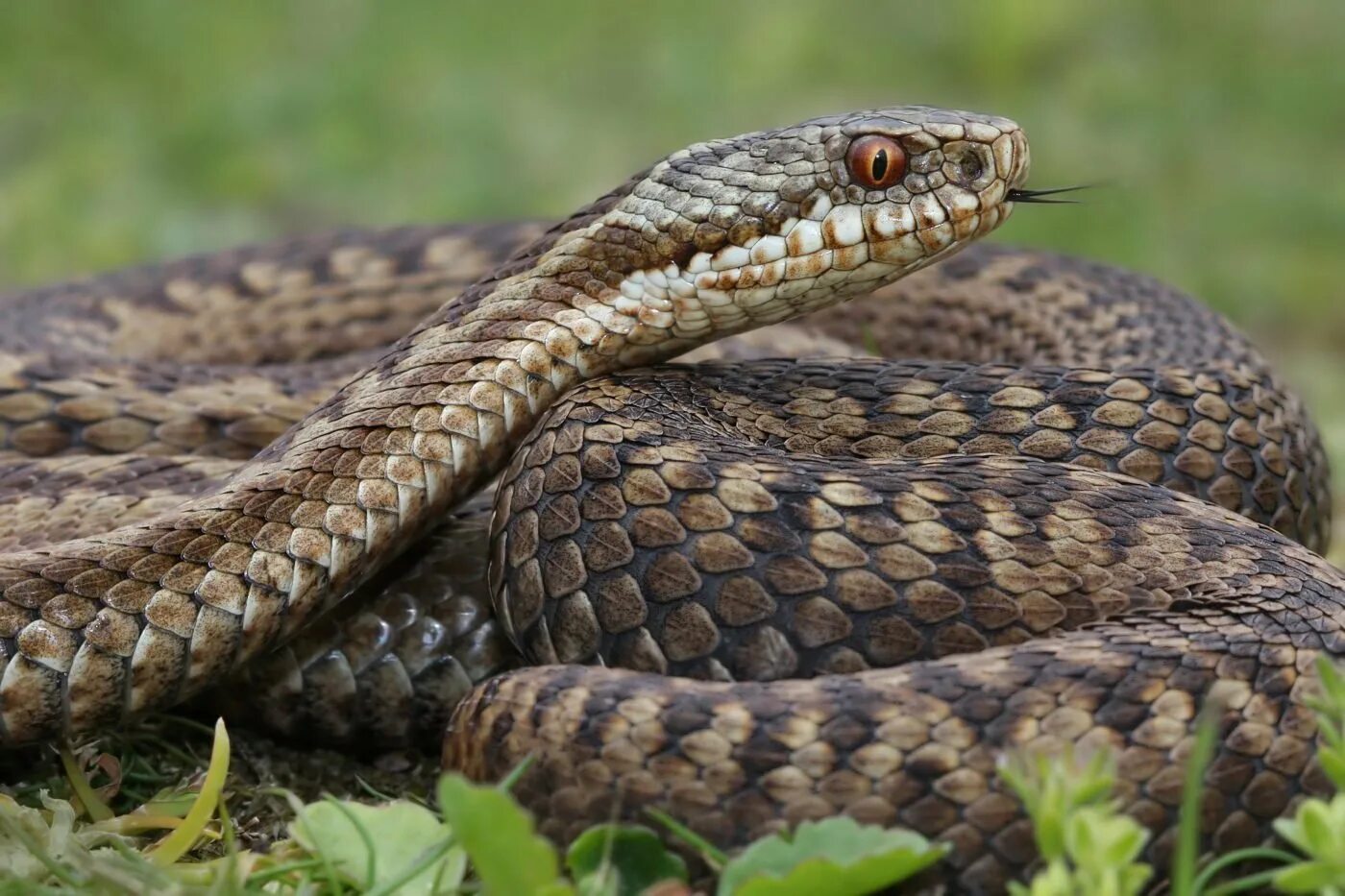 Уж обыкновенный - змея неядовитая. Гюрза Vipera lebetina. Гадюка Болотная. Змея гадюка обыкновенная. Гадюки в природе