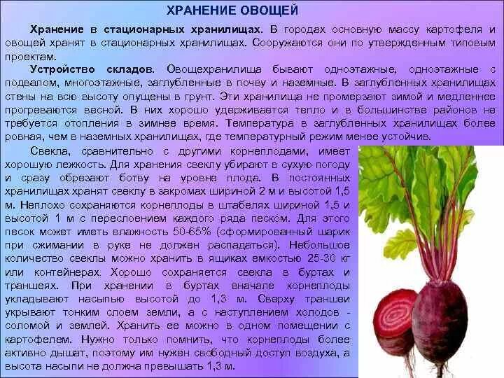 Вареную свеклу можно хранить в холодильнике. Условия хранения плодов и овощей. Хранение свеклы. Способы хранения корнеплодов. Картофель и корнеплоды хранят.