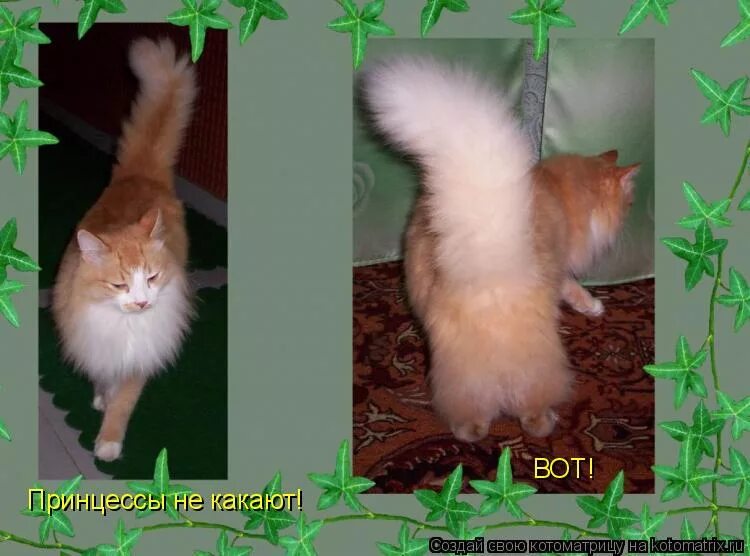 почему девушки не какают. принцесса какает. принцесса диснея демотиватор. песня принцессы какают зефиром. девушка на розовом унитазе.