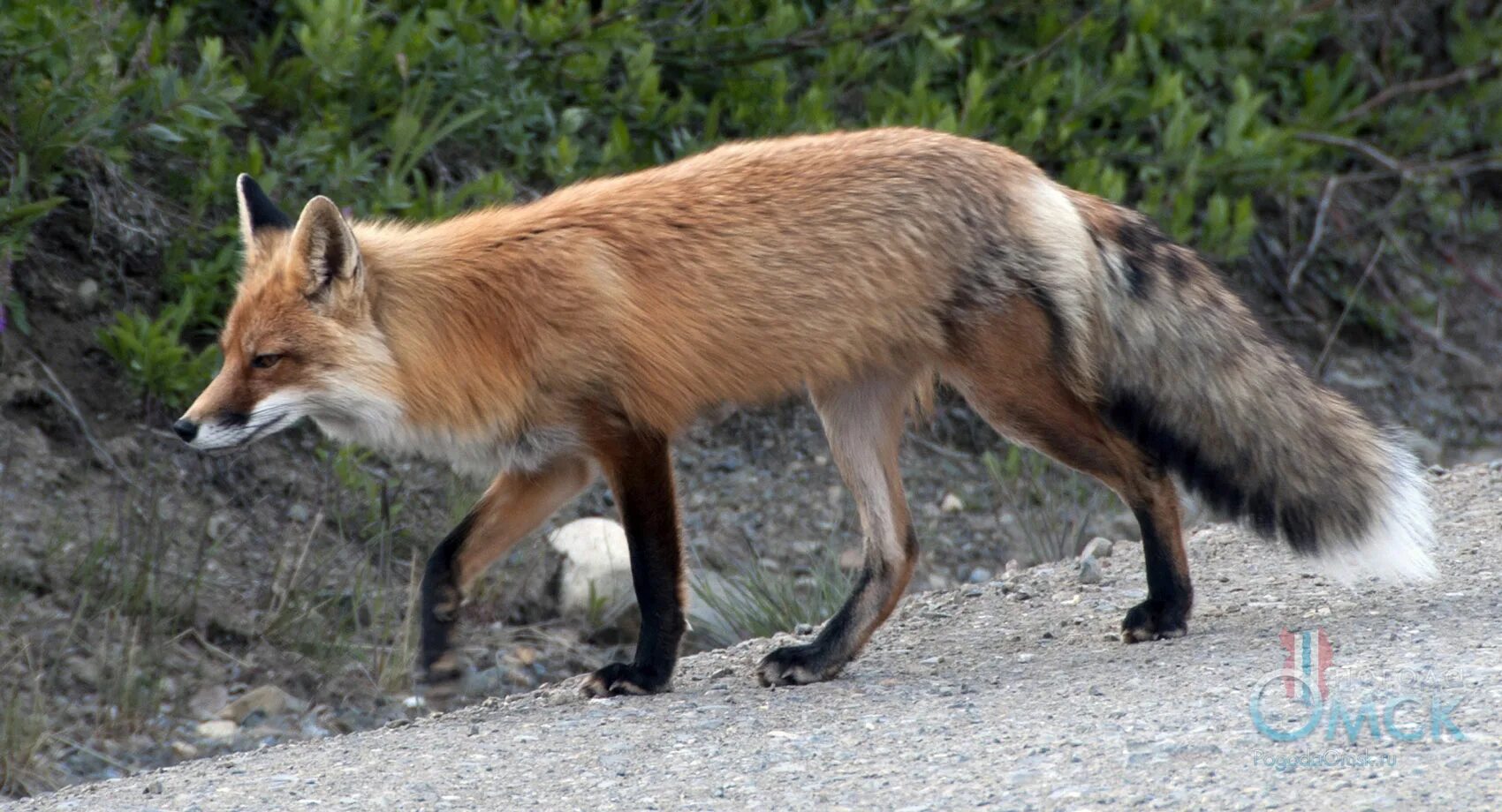 обитающая в нескольких районах обыкновенная лисица. обитающая в нескольких районах обыкновенная лисица. хвост лисы. обыкновенная лисица. обитающая в нескольких районах обыкновенная лисица.