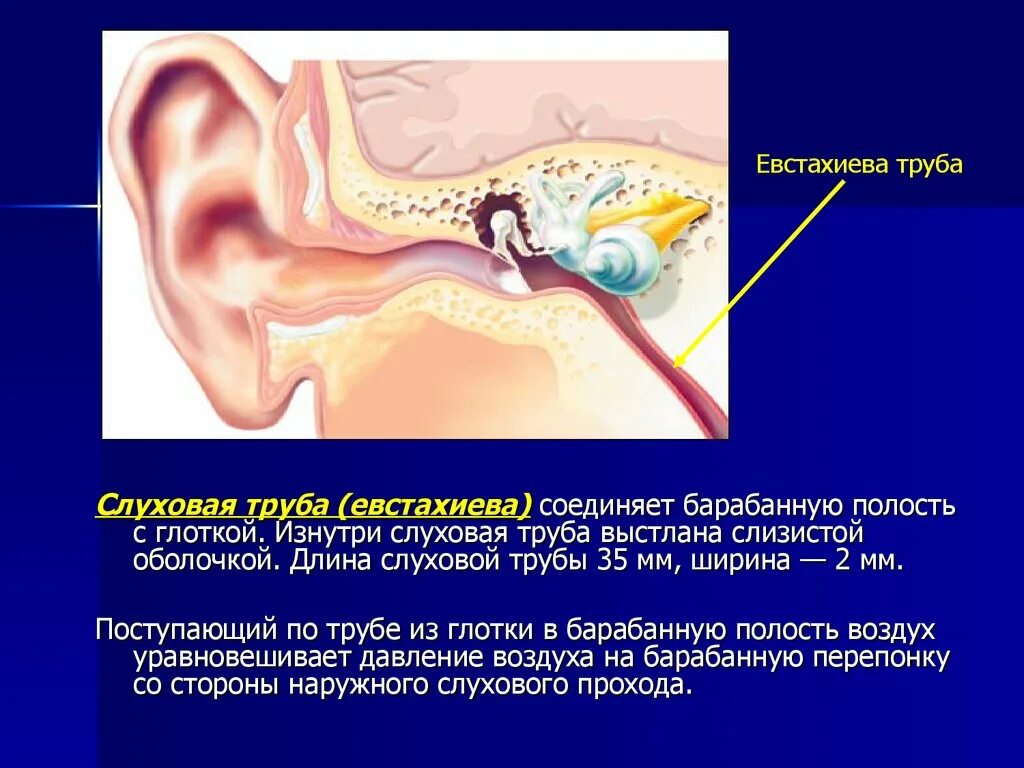 Связывает полость среднего уха с глоткой